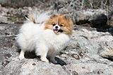 SPITZ ALLEMAND 307
